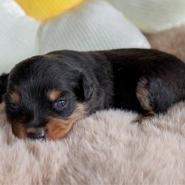 Ion - Black tri male Toy Australian Shepherd puppy in Melbourne, Florida from True Spirited Aussies