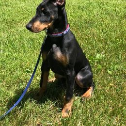 Doberman Pinscher Puppies from Jensen Dobermans