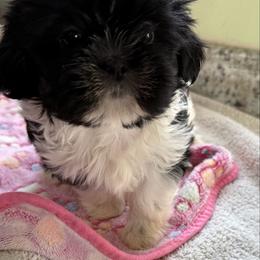 Holly - Black and white female Shih Tzu puppy in Stafford, Virginia from Bayview Pups