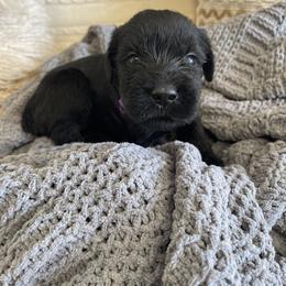 Giant Schnauzer Puppies from Schnauzer Ranch