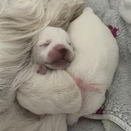 Girl 1 - female West Highland White Terrier puppy in Newark, Delaware from Sand Dollar Westies of Delaware