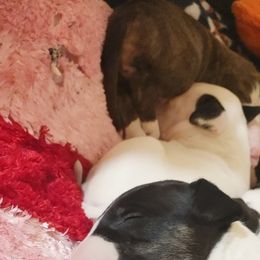 Bull Terrier Puppies from Rockbuster Bull Terriers