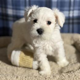Howie - White male Miniature Schnauzer puppy in Brownwood, Texas from Texas Dreams Mini Schnauzers