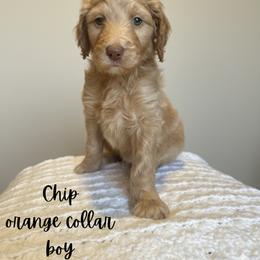 Chip - Apricot male Goldendoodle puppy in Taylorsville, North Carolina from Doggone Dixie Doodles