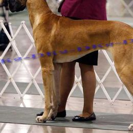 Great Danes and Old English Sheepdogs from Shari Skory's Great Danes & Old English Sheepdogs