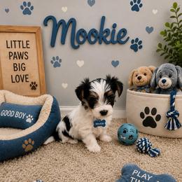 Mookie - Parti male Yorkshire Terrier puppy in Jamestown, North Carolina from North Carolina Maltese, Yorkies & Morkies(previously California Maltese, Yorkies & Morkies)