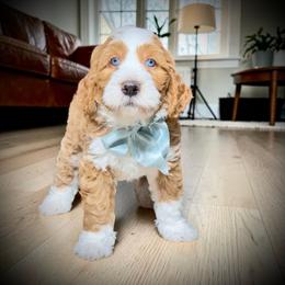 Red boy - Red male Bernedoodle puppy in Mesa, Arizona from Desert Sheepies and Doodles