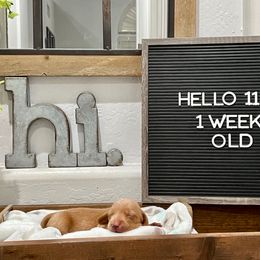 Paris - Red female Dachshund puppy in Goodyear, Arizona from AZ Low Life Doxies