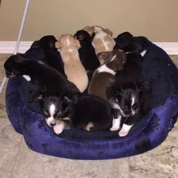 Chihuahua Puppies from HaloHavenChihuahuas