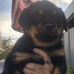 Girl 4 - Black and mahogany female Rottweiler puppy in De Witt, Iowa from Irish Eyes Kennels