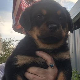 Girl 4 - Black and mahogany female Rottweiler puppy in De Witt, Iowa from Irish Eyes Kennels