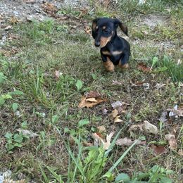 Dachshund Puppies from Little Legs Miniature Dachshunds