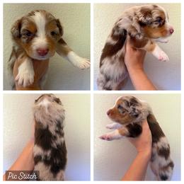Daisy - Red merle female Australian Shepherd puppy in Iola, Texas from MK Aussies