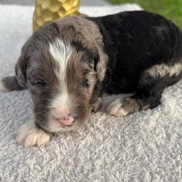 Jewel - Blue merle female Bernedoodle puppy in Fort Pierce, Florida from Gentle Giants Doodle Co.