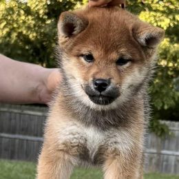 Reiki - Red male Shiba Inu puppy in Cincinnati, Ohio from Timberwood Paws