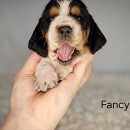 Fancy - Black brown and white female Basset Hound puppy in Mack's Creek, Missouri from Mack's Creek Basset Hounds