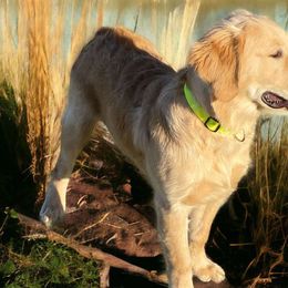 Sonny - Golden Golden Retriever puppy in Wichita Falls, Texas from Texas Gold Rush
