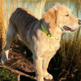 Sonny - Golden Golden Retriever puppy in Wichita Falls, Texas from Texas Gold Rush