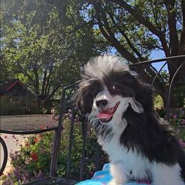 Hailey Long Star Angel - Black and white female Chinese Crested puppy in Amarillo, Texas from Victoria's Chinese Cresteds Long Star Angels