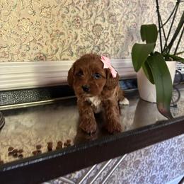 Whitney - Red female Cavapoo puppy in Mint Hill, North Carolina from DoodleForever