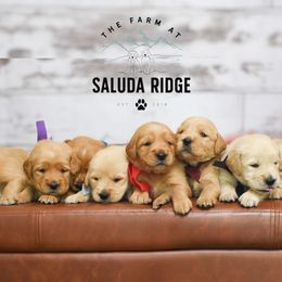 Goldendoodles and Golden Retrievers from The Farm at Saluda Ridge
