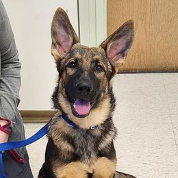 German Shepherds from Haus Wesmiller