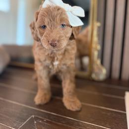 Lyric purple collar - Apricot female Goldendoodle puppy in Queen Creek, Arizona from Sunny Doodles