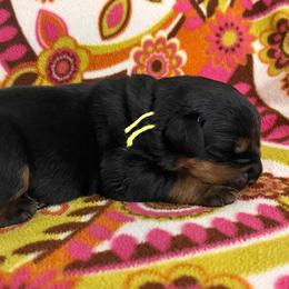 Rain - Black and mahogany female Rottweiler puppy in Crothersville, Indiana from The Solid Rock Kennel