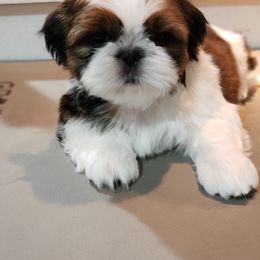 Shih Tzu Puppies from Delight Shihtzu