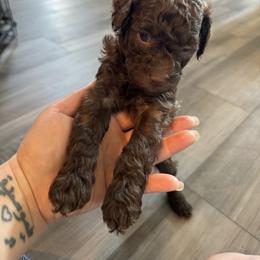 Poodle Puppies from Noelle Poodles