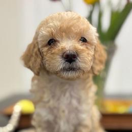 Andy - Apricot male Cavapoo puppy in Martin, Tennessee from Min’s Cava-Cuties