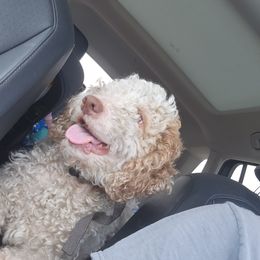 Cetti - Lagotto Romagnolo
