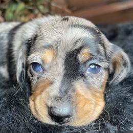 Twinkles - Dapple female Dachshund puppy in Washburn, Tennessee from Clinch Mountain Dachshunds