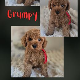 Grumpy - Red  male Goldendoodle puppy in Newdale, Idaho from Canyon Creek Puppies