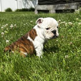 Marine - Red brindle and white female Bulldog puppy in Sanborn, New York from Anthony Manor Bulldogs