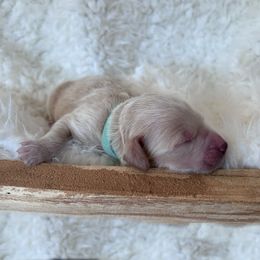 Goldendoodle Puppies from Grandview Goldendoodles
