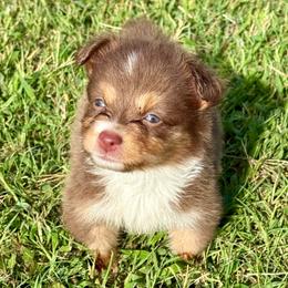 Jaks - Red tri-color male Miniature American Shepherd puppy in Gatesville, Texas from Southern Promise Aussie’s