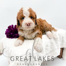 Cheyenne - Red female Bernedoodle puppy in Baroda, Michigan from Great Lakes Bernedoodles