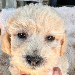 Marlon - Cream male Poodle puppy in West Richland, Washington from PNW PAWS
