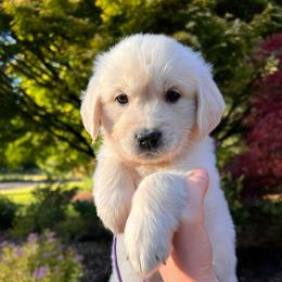 Girl 4 - Light golden female Golden Retriever puppy in Battleground, Washington from Brooklin Canine