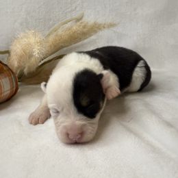 Girl 2 Black Tri - Black and white female American Corgi puppy in Scottown, Ohio from Wyndy Ridge Corgis