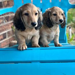 Dachshund Puppies from Billboard Doxies