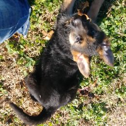 German Shepherd Puppies from Rain's Legacy German Shepherds