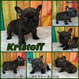 Bulldog Puppies from Bullberry Farm