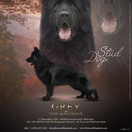 Grey - German Shepherd