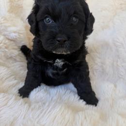 Remi - male Australian Mountain Doodle puppy in Fullerton, California from Emerald Creek Doodles