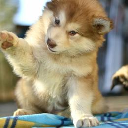 Alaskan Malamute Puppies from North Shore Alaskan Malamutes