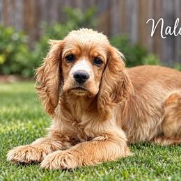 Nala - Cocker Spaniel