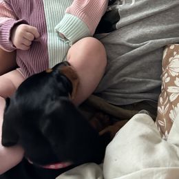 Dachshund Puppies from Little Legs Miniature Dachshunds