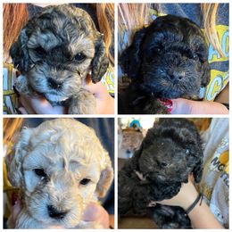 Cockapoo Puppies from Lovin Lil CutiePoos